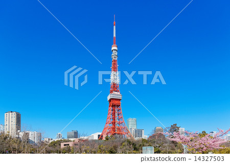 Satzakura和東京鐵塔在Shibakoen盛開 14327503