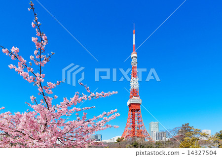 Satzakura和東京鐵塔在Shibakoen盛開 Satzakura和東京鐵塔在Shibakoen盛開 14327504