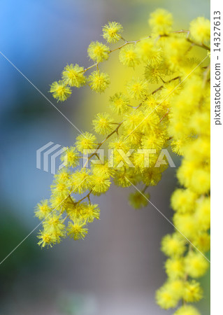 Husbandan yellow flower Husbandan yellow flower 14327613