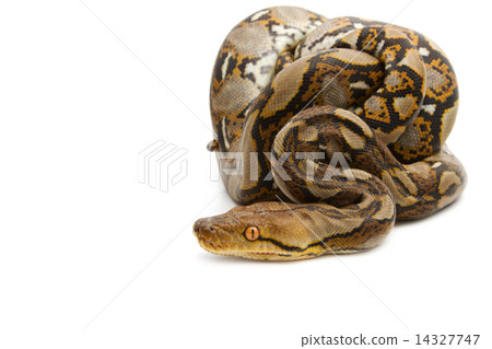 Close up of Burmese Python, isolated Close up of Burmese Python, isolated 14327747