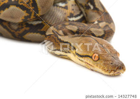 Close up of Burmese Python, isolated Close up of Burmese Python, isolated 14327748