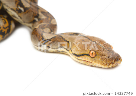 Close up of Burmese Python, isolated Close up of Burmese Python, isolated 14327749