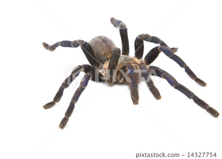 Cobalt Blue Tarantula 14327754
