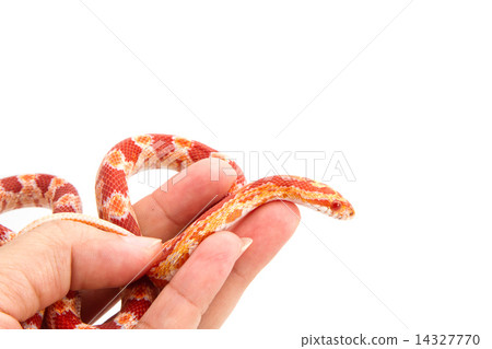 Albino corn snake in hand Albino corn snake in hand 14327770
