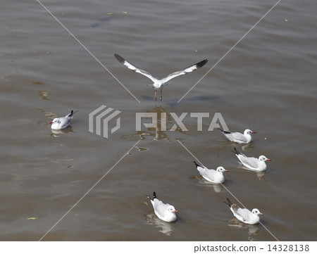 Seagull flying Seagull flying 14328138