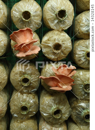 Pink oyster mushroom (Pleurotus djamor) on spawn bags 14328145