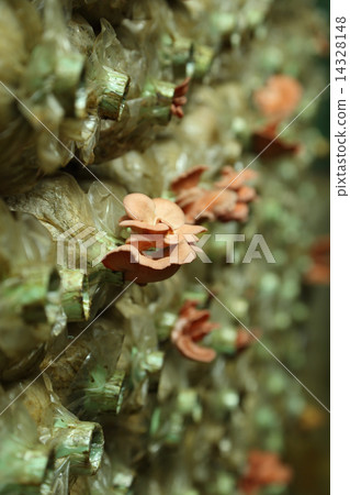 Pink oyster mushroom (Pleurotus djamor) on spawn bags 14328148