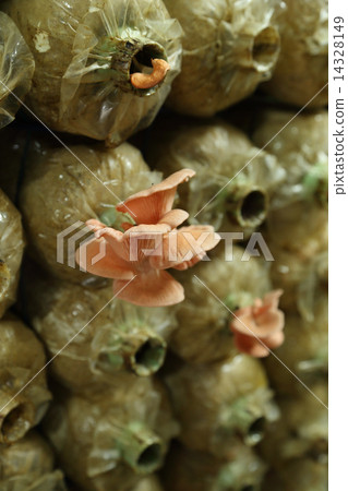 Pink oyster mushroom (Pleurotus djamor) on spawn bags 14328149
