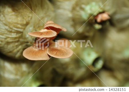 Pink oyster mushroom (Pleurotus djamor) on spawn bags 14328151