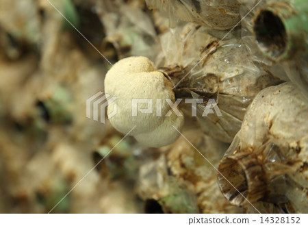 Monkey head mushroom (Yamabushitake mushroom) growing in a farm 14328152