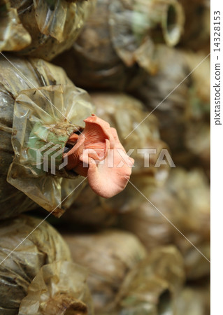 Pink oyster mushroom (Pleurotus djamor) on spawn bags 14328153