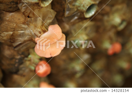Pink oyster mushroom (Pleurotus djamor) on spawn bags 14328154