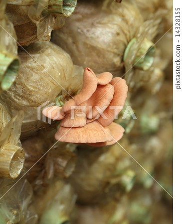 Pink oyster mushroom (Pleurotus djamor) on spawn bags 14328155