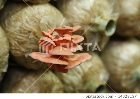Pink oyster mushroom (Pleurotus djamor) on spawn bags 14328157