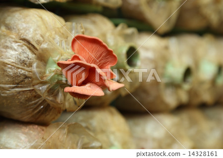 Pink oyster mushroom (Pleurotus djamor) on spawn bags 14328161