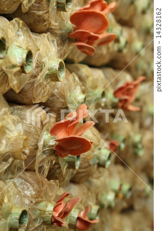 Pink oyster mushroom (Pleurotus djamor) on spawn bags 14328162
