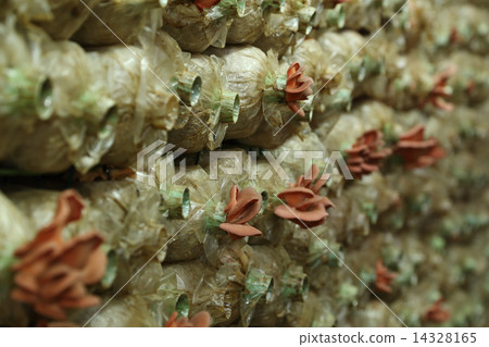 Pink oyster mushroom (Pleurotus djamor) on spawn bags 14328165