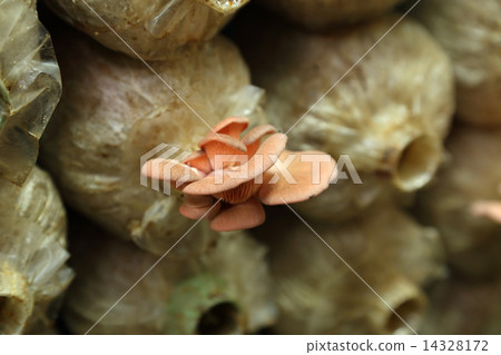 Pink oyster mushroom (Pleurotus djamor) on spawn bags 14328172