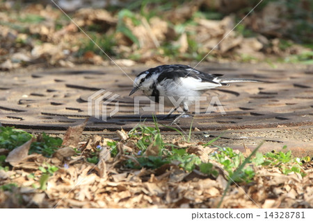 Creatures Birds Bakkurakkui, urban birds. The mosquito-borne manhole is an important territory ② 14328781