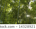Bamboo grove 14328921
