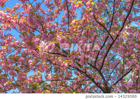 sakura sakura 14329300
