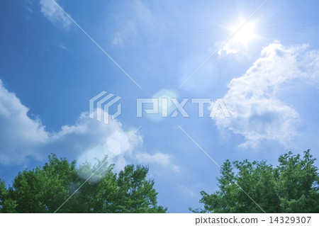 Sky and trees 14329307