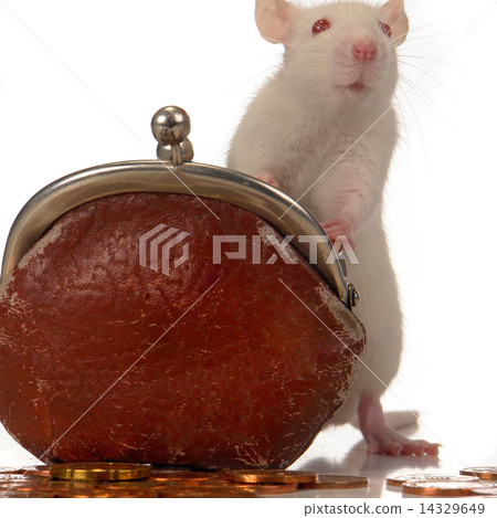 Rat 14329649