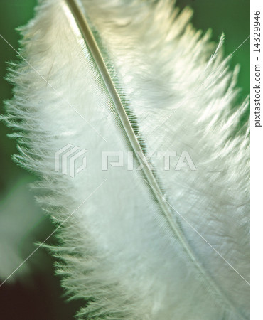 Feather 14329946