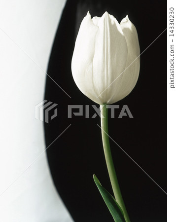 White tulip 14330230