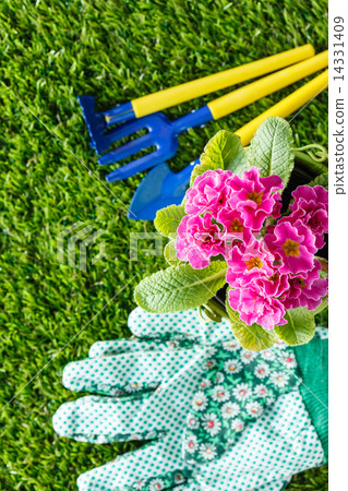 spring flowers 14331409