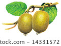 Kiwi  14331572