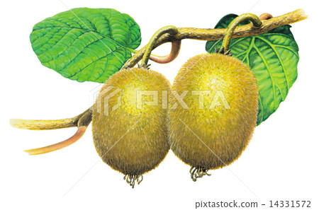 Kiwi  14331572