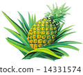 pineapple  14331574