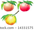 peach   14331575