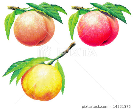 peach   14331575