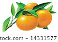 Mandarin orange  14331577
