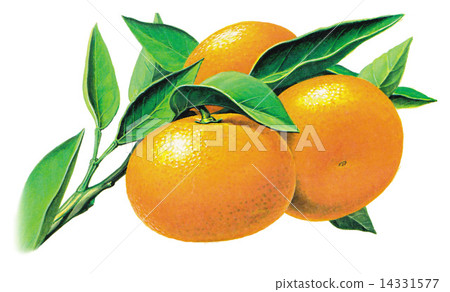 Mandarin orange  14331577