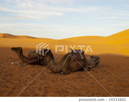 駱駝和沙漠 駱駝和沙漠 14331602
