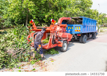 Workers loading tree branches into the wood chipper machine for shredding 14331730