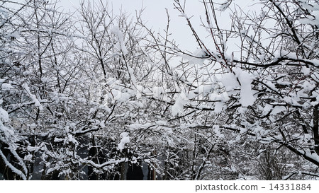 Branches covered with snow 14331884