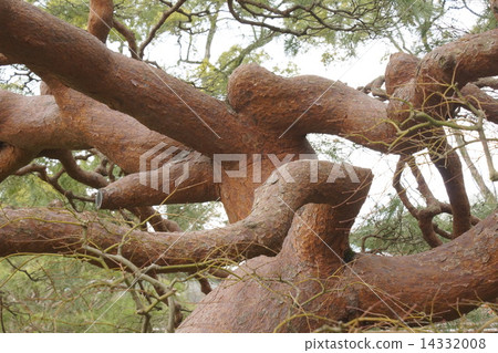 Red pine 14332008