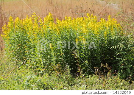 Seiitokawadassi 14332049