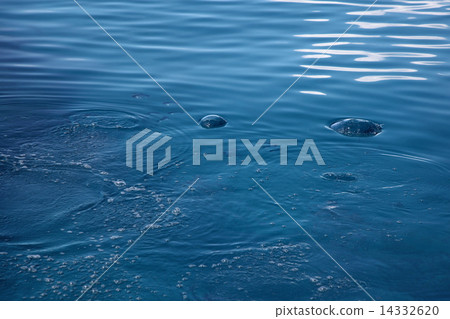 Okinawa Prefecture Kerama Islands National Park Koshima Island Island South Island Islands Ocean Seas Scuba Diving Okinawa islands Tokashima Island Mujima Island Okinawa Views Kerama Islands Water Surface Ocean Bowling Okinawa Tourism Okinawa Diving Diving Okinawa Okinawa Travel 14332620