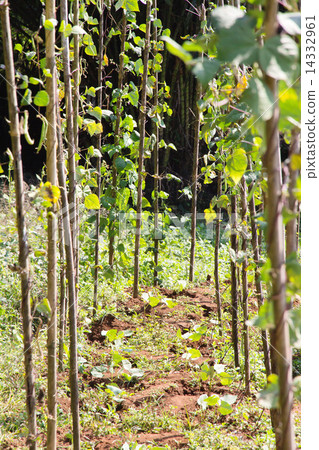 string bean in the garden string bean in the garden 14332961