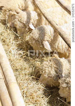 Sheep grazing Sheep grazing 14332971