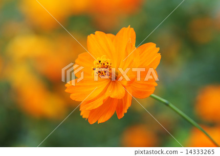 beautiful orange cosmos flower beautiful orange cosmos flower 14333265