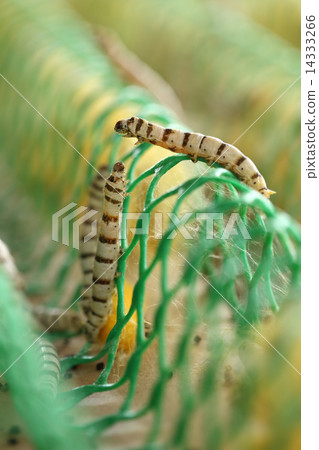 close up of silkworm close up of silkworm 14333266