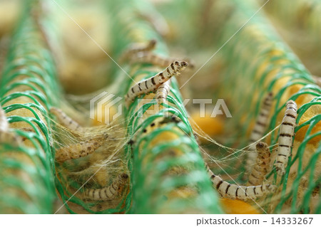 close up of silkworm close up of silkworm 14333267