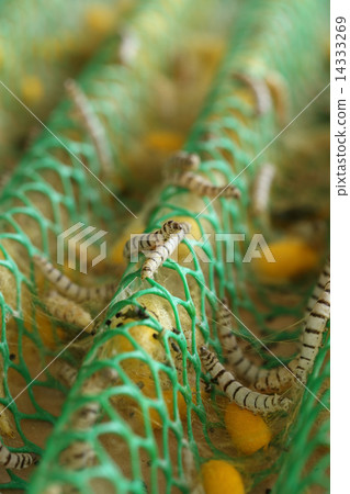 close up of silkworm close up of silkworm 14333269