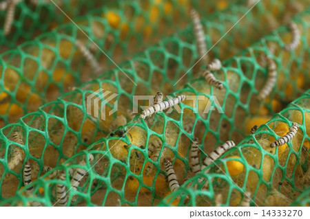 close up of silkworm close up of silkworm 14333270
